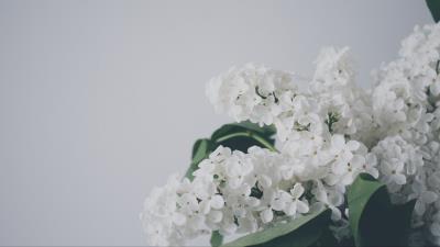 Lilac flowers branch image 4k wallpaper