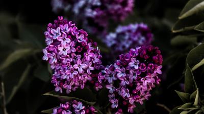 Lilac flowers flowering 4k wallpaper
