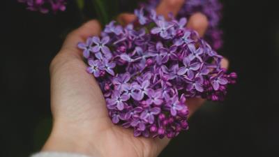 Lilac flowers hand 4k wallpaper