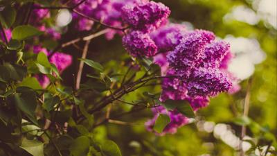 Lilac twigs flowers blur 4k wallpaper