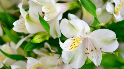 Lilies flowers petals buds flor 4k wallpaper