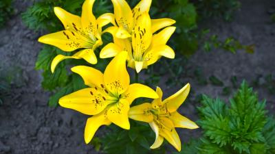Lilies yellow flower flowerbe 4k wallpaper