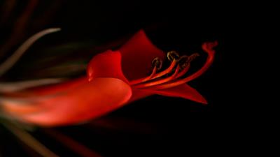 Lily flower bloom 4k wallpaper