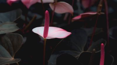 Lily flowers pink 4k wallpaper
