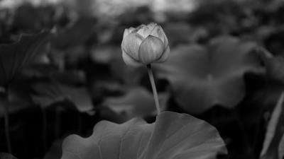 Lily leaves bw 4k wallpaper