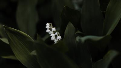 Lily of the valley flower leaves 4k wallpaper