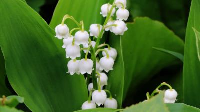 Lily of the valley flowers leaves 4k wallpaper