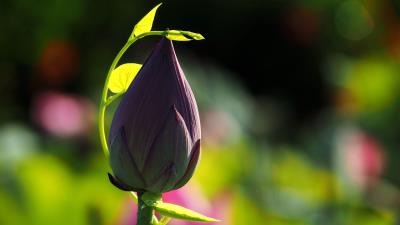 Lotus bud blur stem 4k wallpaper