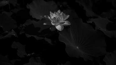 Lotus bw bloom image 4k wallpaper
