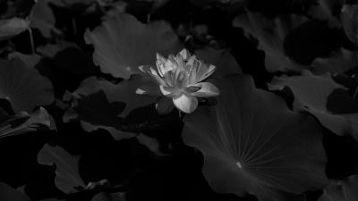 Lotus bw leaves 4k wallpaper