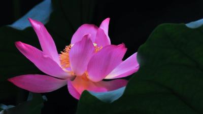 Lotus flower leaves 4k wallpaper