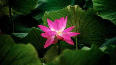 Lotus flower plant 4k wallpaper