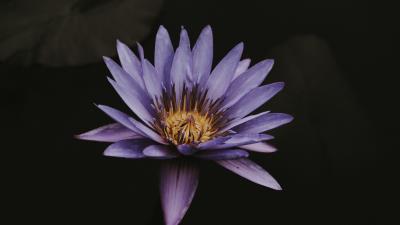 Lotus flower purple 4k wallpaper