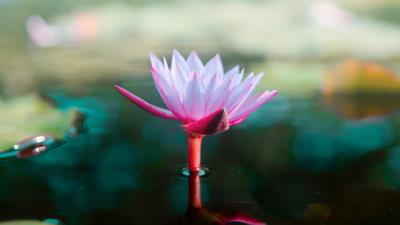 Lotus flower water 4k wallpaper