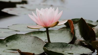 Lotus leaves water 4k wallpaper