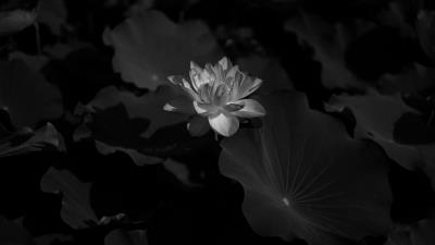 Lotus water lily bw 4k wallpaper