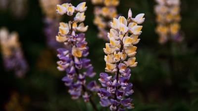 Lupine flowers inflorescences 4k wallpaper