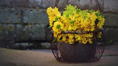 Lysimachia flowers decoration 4k wallpaper