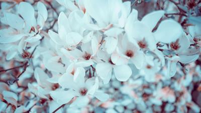 Magnolia flowers bloom 4k wallpaper