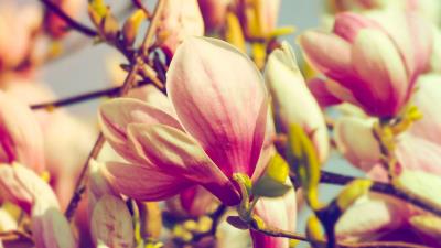 Magnolia flowers petals branch 4k wallpaper