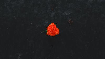 Marigold flower orange 4k wallpaper