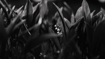 Maylily flowers bw 4k wallpaper