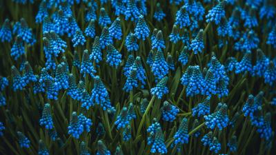 Muscari flowers blue 4k wallpaper
