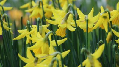 Narcissus flowers buds stems 4k wallpaper