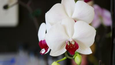 Orchid flower bud petals 4k wallpaper