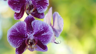 Orchid flower bud 4k wallpaper