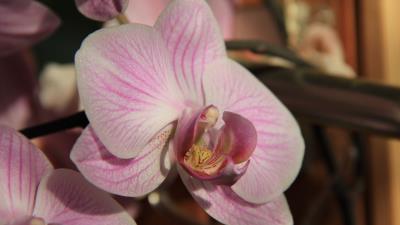 Orchid flower close up bud 4k wallpaper