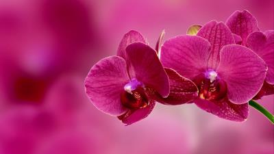 Orchid flower petals pink 4k wallpaper