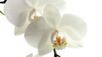 Orchid flower petals 4k wallpaper