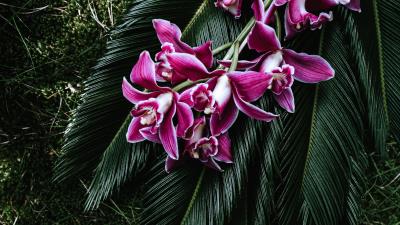 Orchid flowers cycad 4k wallpaper
