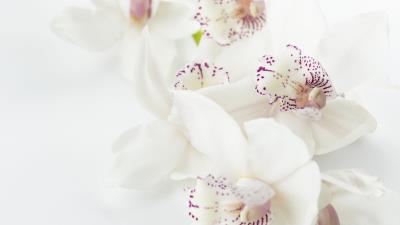 Orchids flowers buds spots 4k wallpaper