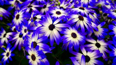 Osteospermum flowers flowerbed 4k wallpaper