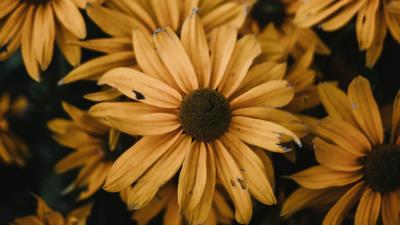 Osteospermum flowers yellow 4k wallpaper