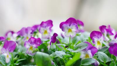 Pansies flowers close up herb 4k wallpaper