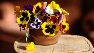 Pansies flowers vase stan 4k wallpaper
