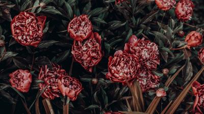 Peonies flowers buds flower bed 4k wallpaper
