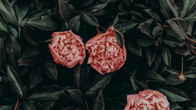 Peonies flowers leaves petals 4k wallpaper