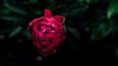 Peony bud dew 4k wallpaper