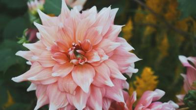Peony bud petals 4k wallpaper