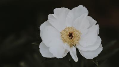 Peony flower white 4k wallpaper