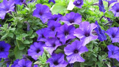 Petunia purple green beaut 4k wallpaper