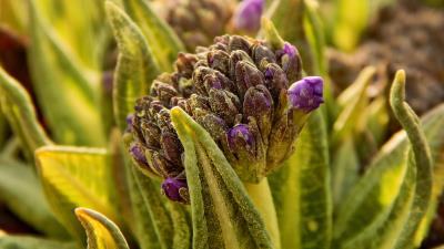 Plant flower leaf blur 4k wallpaper