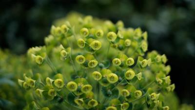 Plant petals close up 4k wallpaper