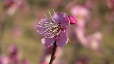 Plum blossom branch flower 4k wallpaper