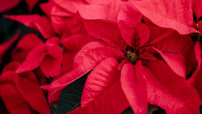 Poinsettia plant red 4k wallpaper