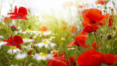 Poppies daisies blur sky field clouds sun 4k 4k wallpaper